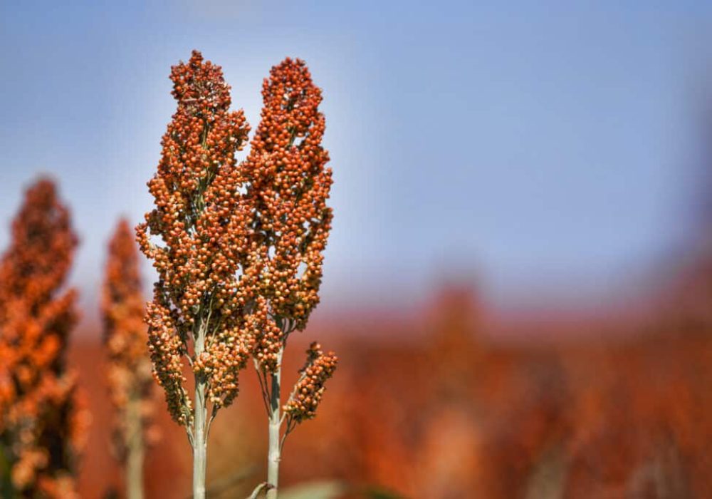 Sweet Sorghum stalk and seeds - biofuel and food