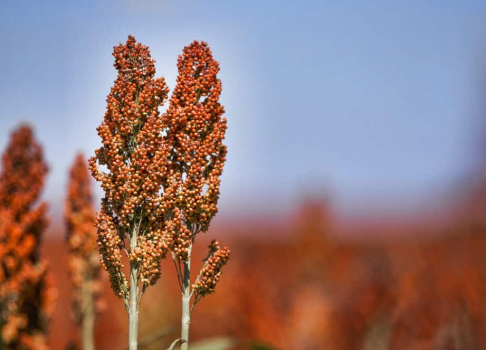 Sweet Sorghum stalk and seeds - biofuel and food